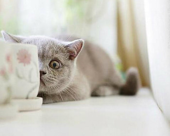 Cute Cat, animal, cute, cat, pet HD wallpaper