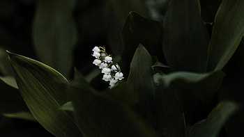 Lily of the Valley, Leaves and flowers, Botanical wonderland, Nature's harmony HD wallpaper