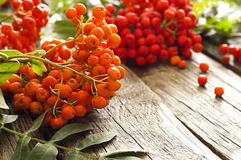rowanberry, fall, red, autumn, Rowamberry, orange HD wallpaper