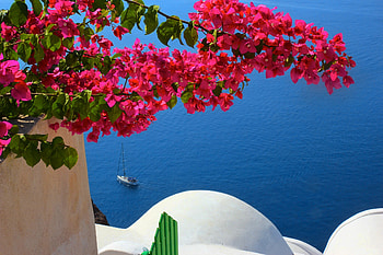 Santorini, Bouganvillea, , Scenic, Flower, House, Pink Flower HD wallpaper