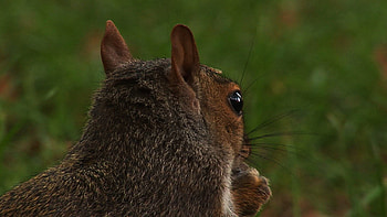Animals, Squirrel, Ears, Head, Back HD wallpaper