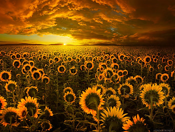 Echoes of light, summer, field, yellow, adrian borda, sunflower, sunset, vara HD wallpaper