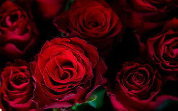 dark red roses, background with roses, red roses, floral background, red roses background HD wallpaper