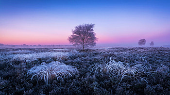 Winter Evening, ice, sunset, birch, landscape, colors, sky, tree HD wallpaper