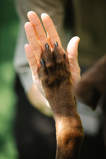 A touching high-five between a dog's paw and a person's hand, symbolizing friendship. HD phone wallpaper