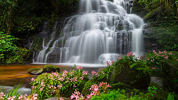 Tropical Waterfall in Thailand, cascades, river, flowers, blossoms, rocks HD wallpaper