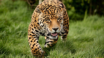 Hungry jaguar, grass, cat, wild, jaguar HD wallpaper