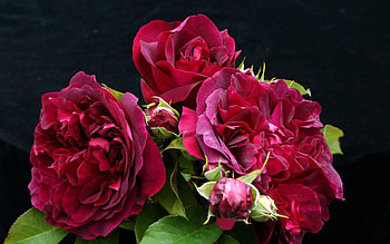 Plants, Flowers, Roses HD wallpaper