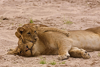 I Love You, happiness, hugs, lions, love HD wallpaper