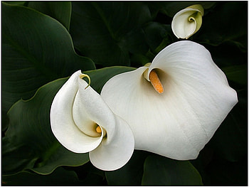 Plants, Flowers HD wallpaper