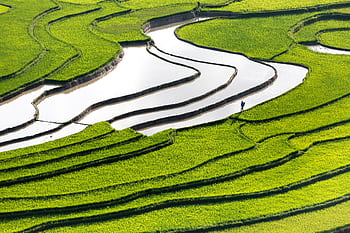 Scenic aerial shot of vibrant green rice terraces with a person walking, showcasing agricultural beauty. HD wallpaper