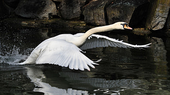 Swan 40943, Swan 40943, Swan 40943, Swan HD wallpaper