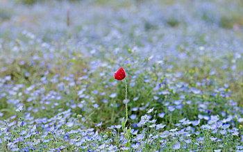Nature, Grass, Flower, Field HD wallpaper
