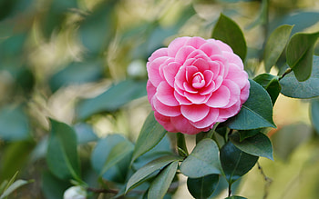 Camellia, Camelia, Leaves, Pink, Petals HD wallpaper