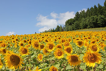 Sunflowers, summer, leaves, plants, field, petals, blossoms, clouds, sky HD wallpaper