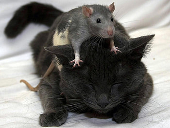Animals, Cats, Mice HD wallpaper