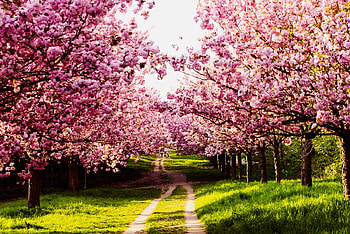 Pink Blossom, pink, green, japan, sakura, forest, tree, blossom HD wallpaper