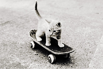 Kitten, cats, kitties, animals, black and white HD wallpaper