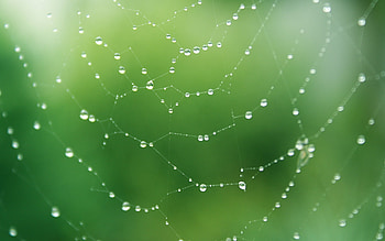 Background, Web HD wallpaper