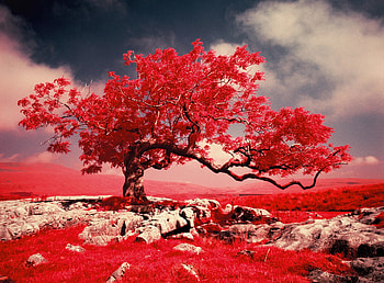 Trees, Lonely Tree, Landscape, , Tree, Nature HD wallpaper