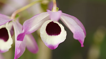 Flower, Violet, White, 3840x2160, Flowers, , Purple HD wallpaper