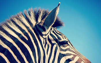 Animals, Zebra, Stripes, Streaks, Head HD wallpaper