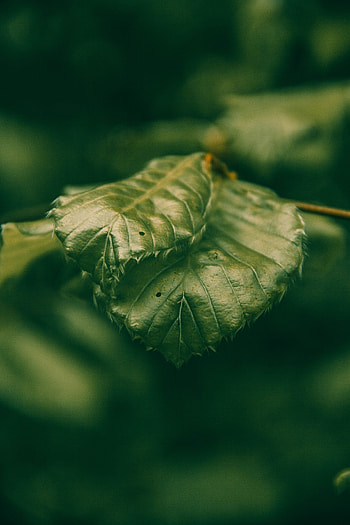 Leaves, Plant, Macro, Close-Up HD phone wallpaper