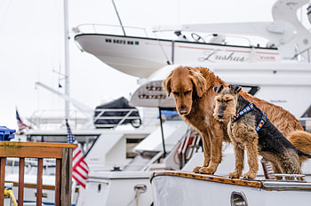 Animals, Dogs, Couple, Pair, Boat HD wallpaper