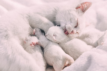 Animals, Cat, Family, Care, Tenderness, Kittens HD wallpaper