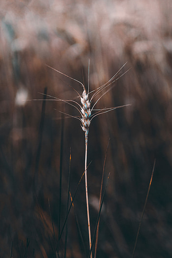 Plant, Macro, Stem, Stalk, Spikelet, Cereal, Wicked HD phone wallpaper