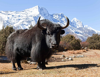 Fascinating facts, Yak species, Grunniens species, Animal kingdom HD wallpaper