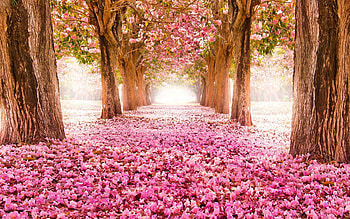 Spring blossoms, blooming, trees, park, snow HD wallpaper