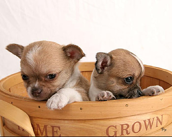 Two baby adorable chihuahua's., puppies, cute, friendship, special HD wallpaper