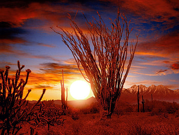 Nature, Sunset, Sun, Desert, Bush, Vegetation, Prickles, Thorns HD wallpaper