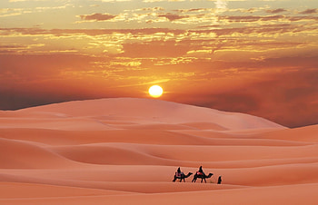 Burning desert, camel, sand, hot, deser, dune HD wallpaper