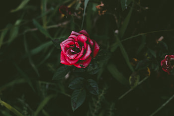 Flowers, Bush, Rose Flower, Rose, Petals, Bud HD wallpaper