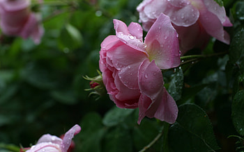 Plants, Flowers, Roses, Drops HD wallpaper