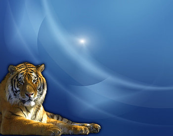 Tiger, blue HD wallpaper