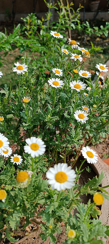 Daisy Flower HD phone wallpaper