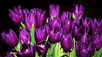 Purple Tulips, purple, nature, tulips, macro HD wallpaper