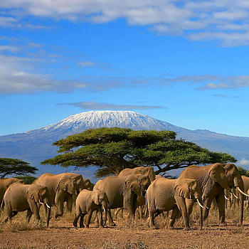 Mount Kilimanjaro, Stunning , Magnificent peak, Nature's marvel HD phone wallpaper