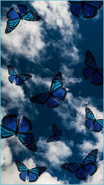 Background Aesthetic Butterfly - Blue Butterfly Aesthetic, Dark Blue Butterfly HD phone wallpaper