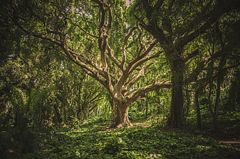 Captivating view of a sprawling ancient tree in a verdant forest setting, perfect for nature backgrounds. HD wallpaper