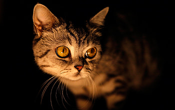 Lurking in the dark, darkness, eyes, cat, dim light, lurking HD wallpaper