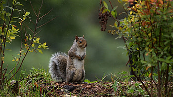 Cute Brown Black Squirrel Is Standing In Blur Green Background Squirrel HD wallpaper