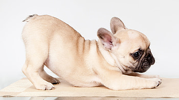 French Bulldog, Aesthetic , background, Visual appeal HD wallpaper