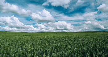 Expansive green wheat field under bright blue sky with clouds in rural Poland, capturing nature's serenity. HD wallpaper