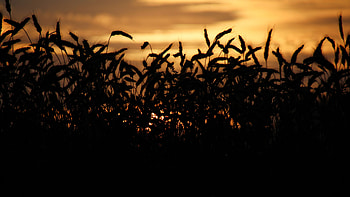 Grass Field Bushes Silhouette Twilight Dark Background Dark Background HD wallpaper
