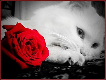 white cat, rose, cat, white, animals HD wallpaper