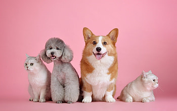 Pembroke and Friends, dogs, cats, pink, Pembroke Welsh Corgi HD wallpaper